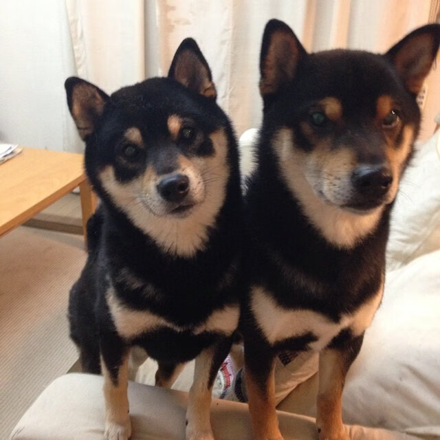 克罗地亚尖刀绝杀！那不勒斯旧将引爆德甲争冠天王山