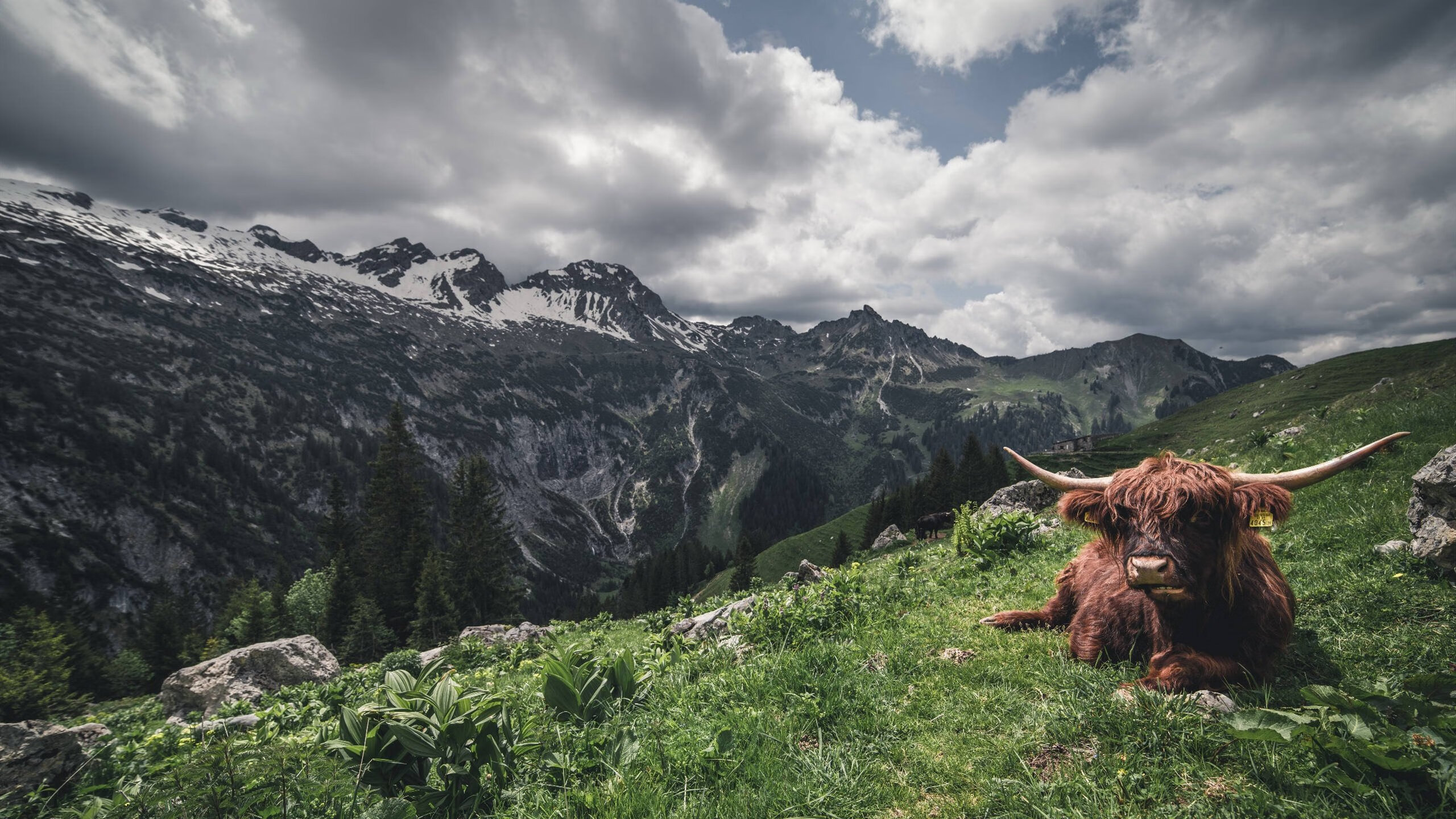 红魔战术棋局中的隐秘影响者，解析富安健洋如何成为曼联完胜皇家社会的关键先生