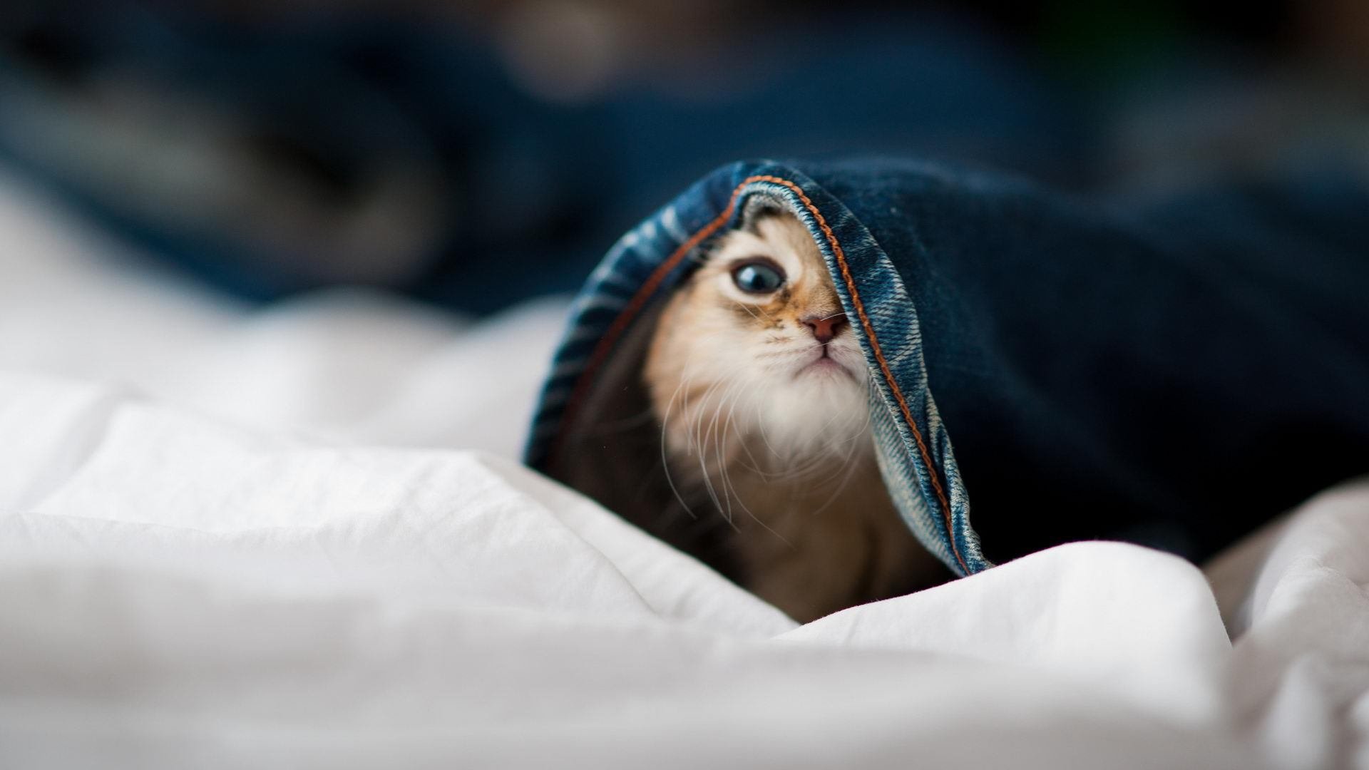 东方棋盘上的白色战舰,中国为何稳稳拿下皇马,贝林厄姆成关键先生?