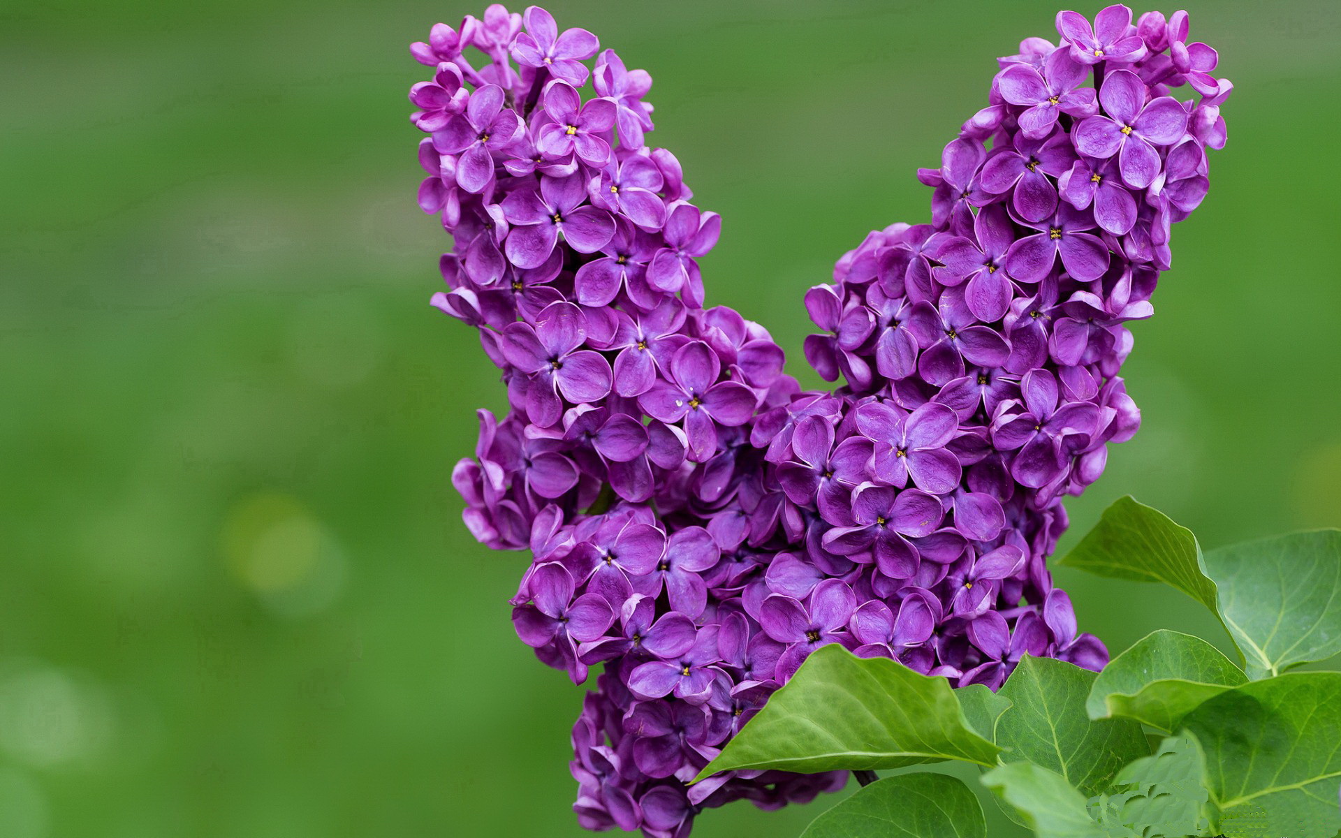 双加时鏖战！霍勒迪单骑救主 上海队险胜活塞取关键胜利