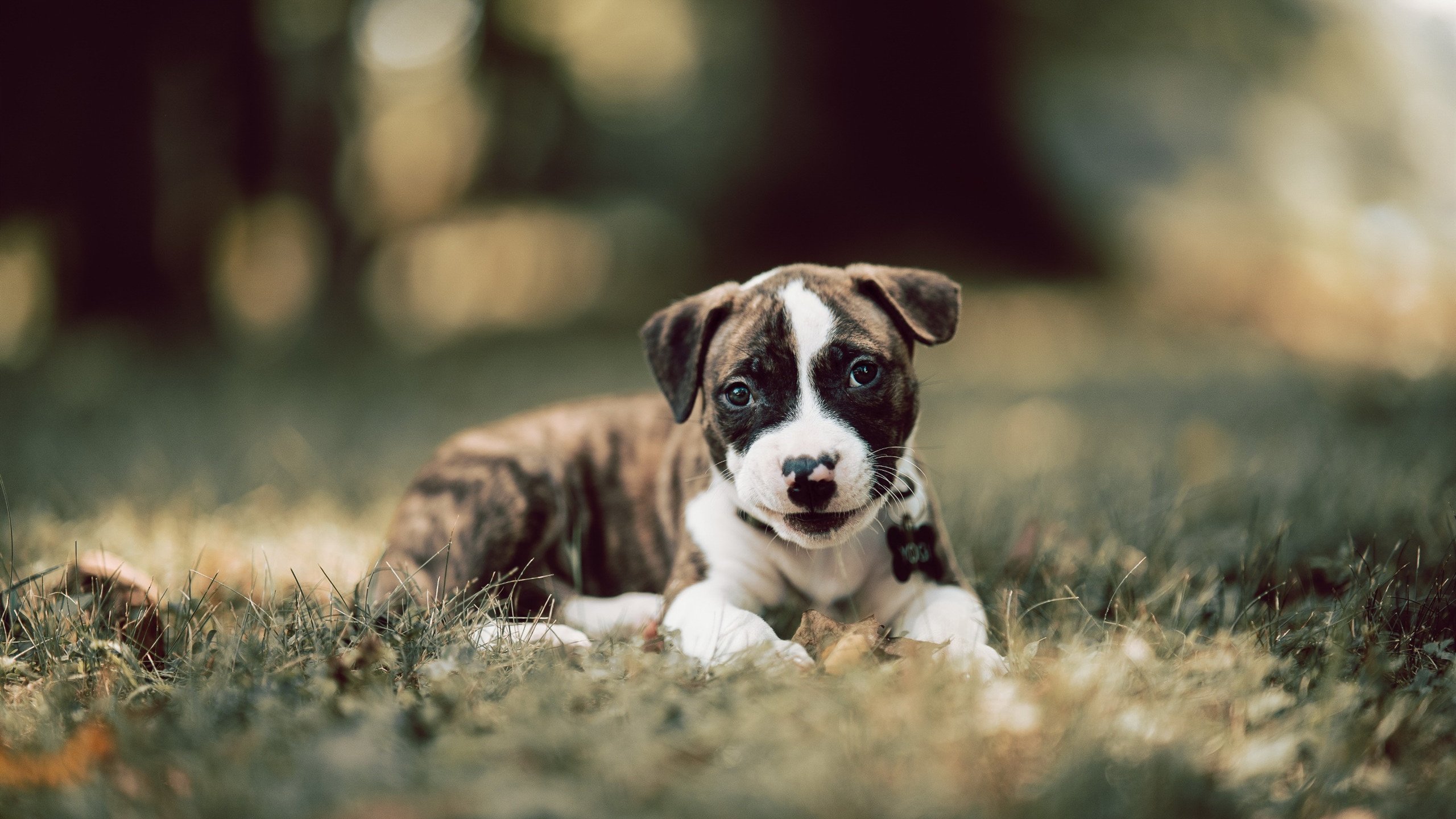 金色魅影，姆巴佩独奏改写德甲争冠夜剧本