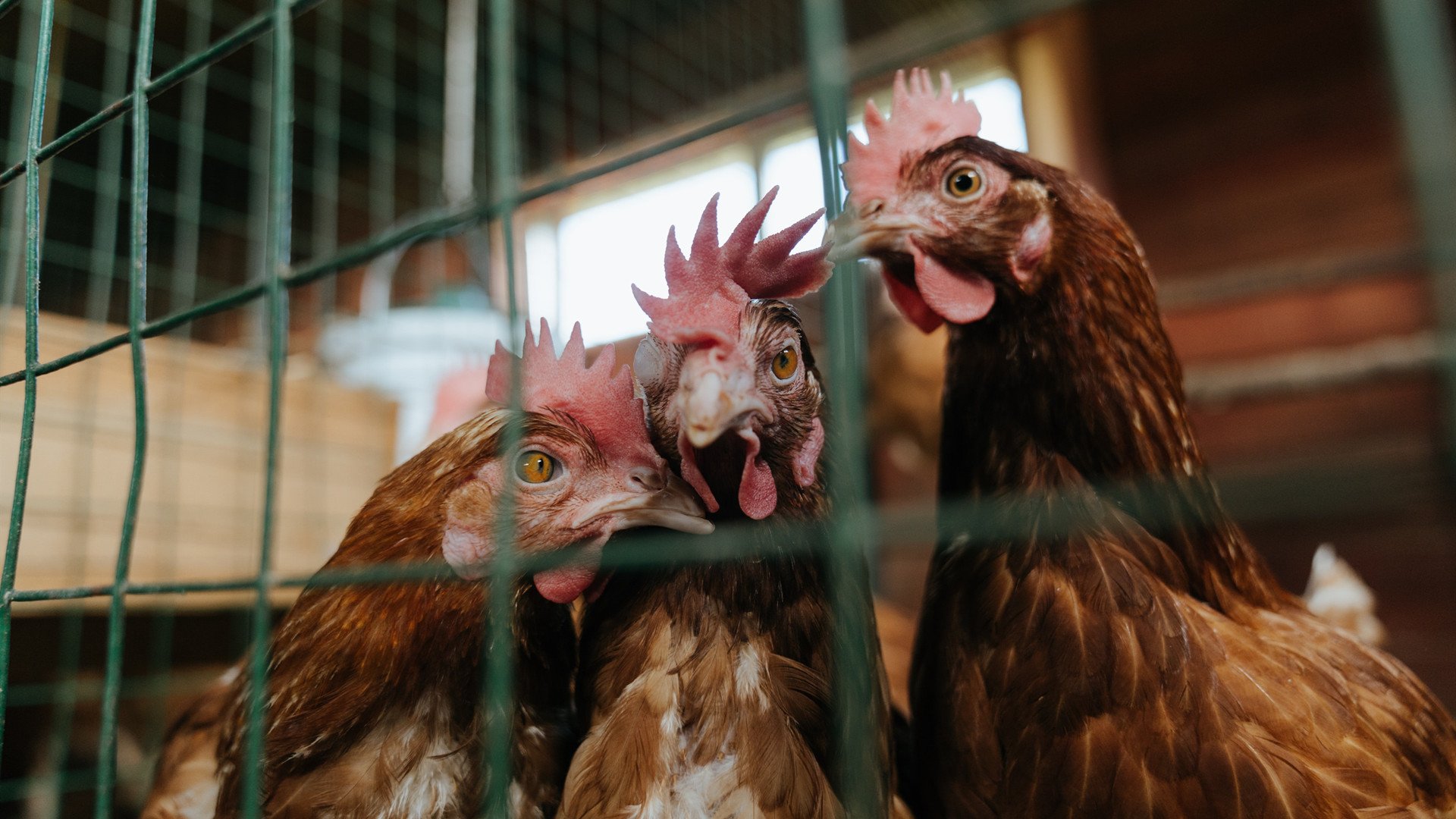 缺席与主宰，公牛焚城夜，杜兰特用另一种方式为比赛签名