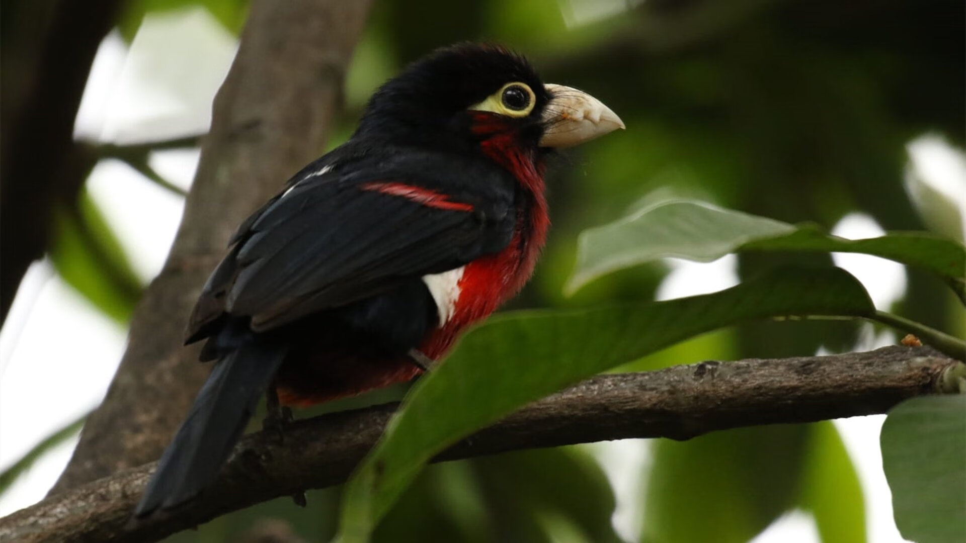 奥运倒计时战场，辽宁铁骑如何以窒息防守强压华南虎？