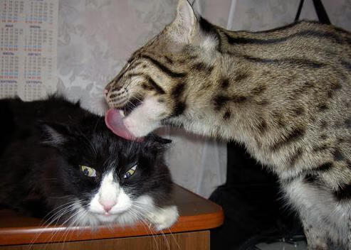 绝杀+造三球！奥亚尔萨瓦尔用王者归来定义意甲焦点之夜