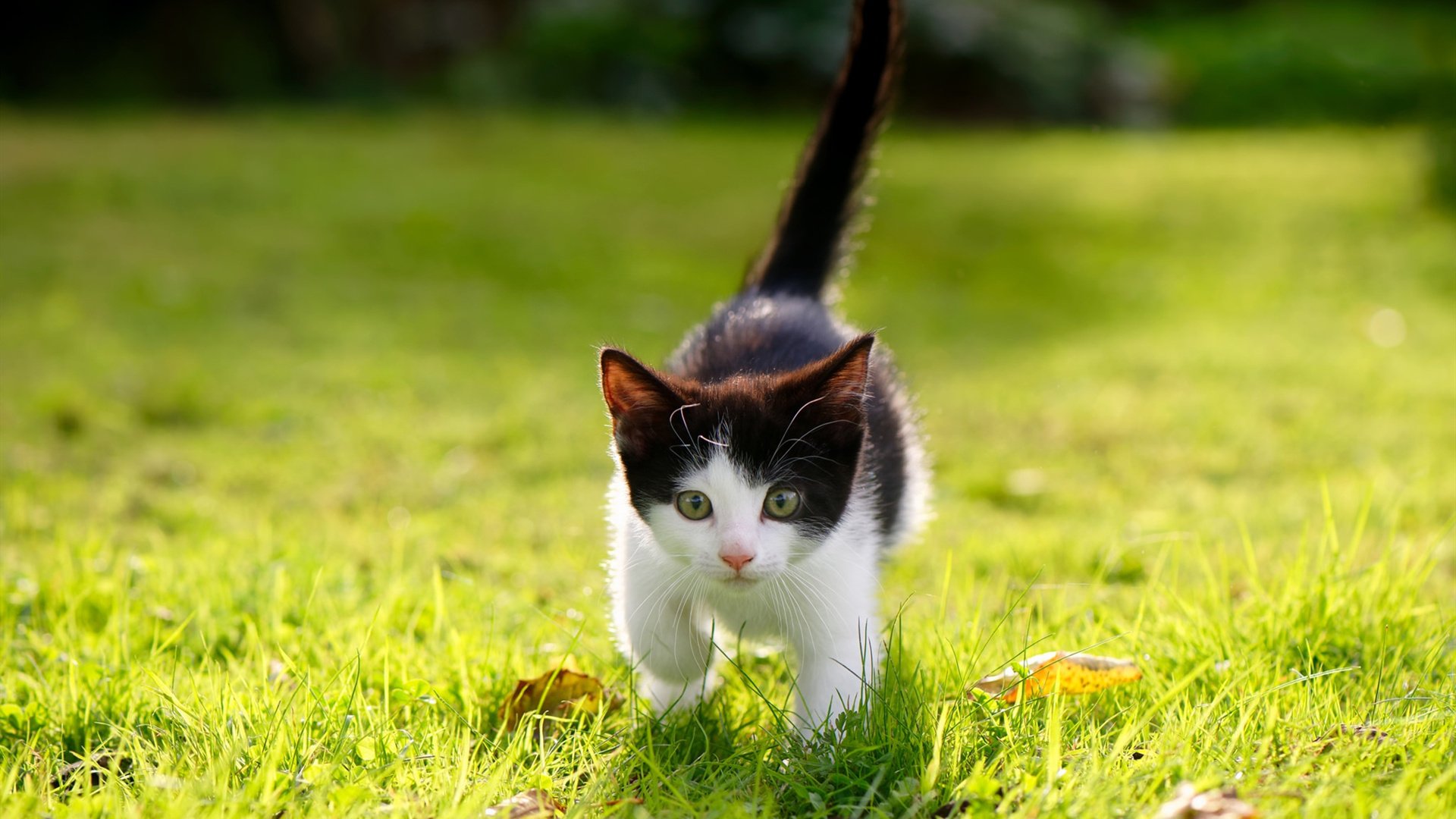 利物浦奏响新马赛曲,哈弗茨化身拿破仑引领革命性胜利