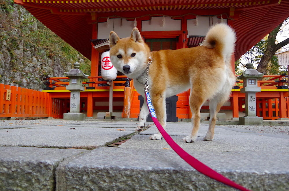 哥斯达黎加化身国家队曼城,格纳布里致命两连击照亮晋级之路
