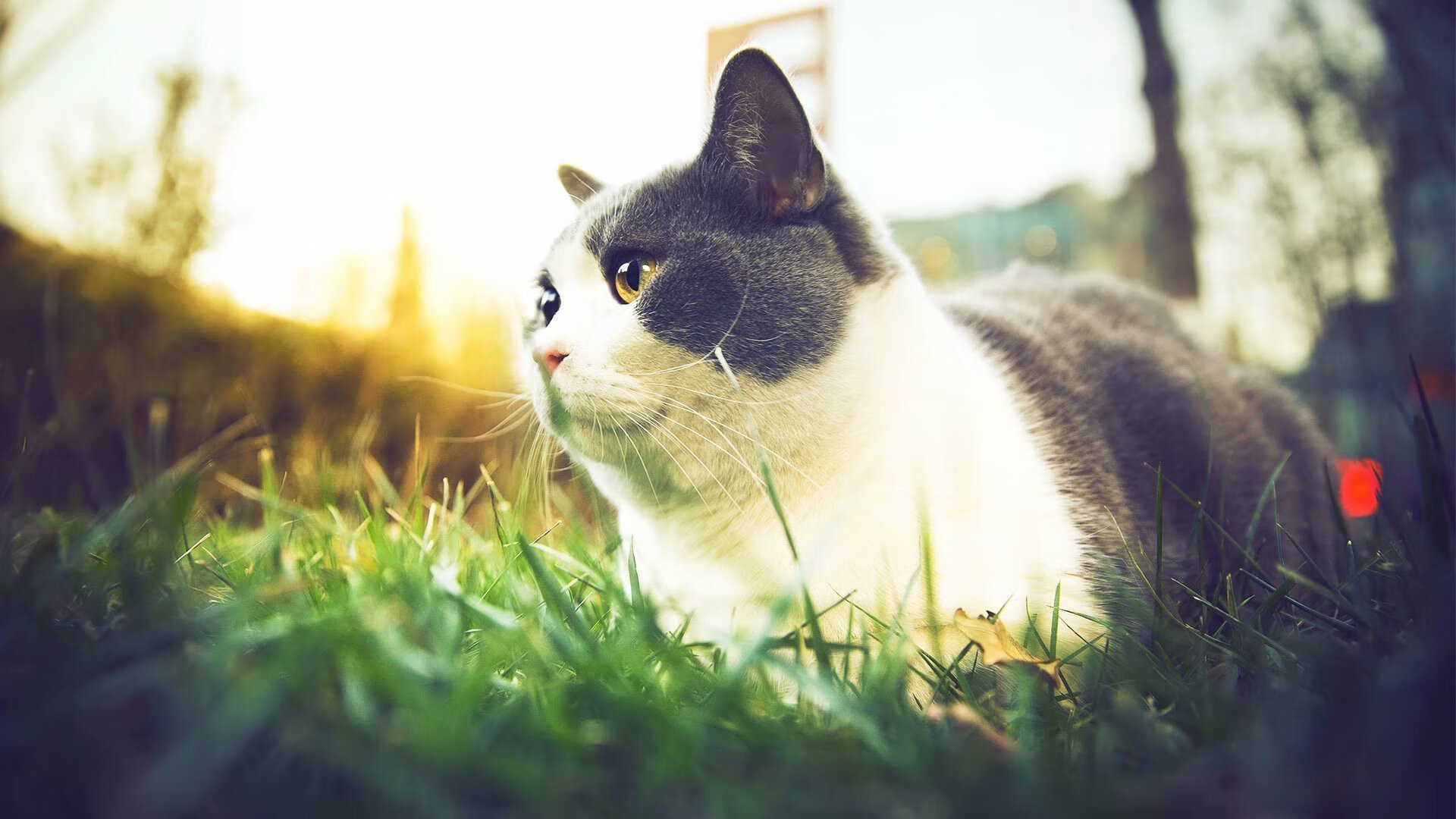 篮球界的古典画家,霍勒迪在年度焦点之战以单打艺术的逆流,为湖人绘就胜利肖像