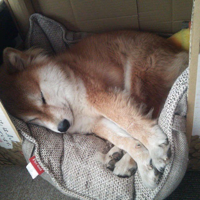 奥运前哨战,雷霆筑铜墙铁壁,绞杀马刺双星