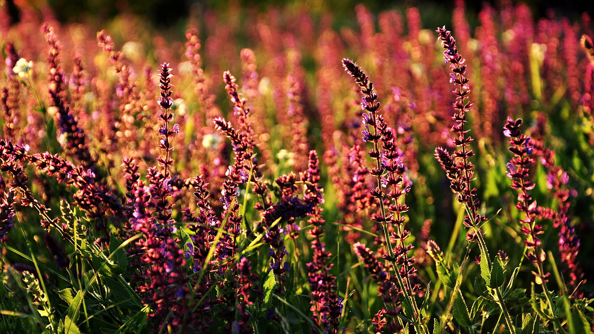 神话再现！当黑马遇到黑马，宿命的齿轮在2026年压哨转动