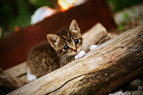 铁血基因的双向奔赴，C罗里程碑映照瑞典足球的战术印记