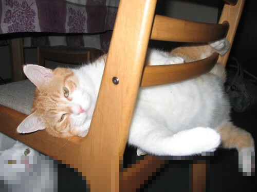 塔图姆王权降临北境,猛龙斩落国王显争冠獠牙