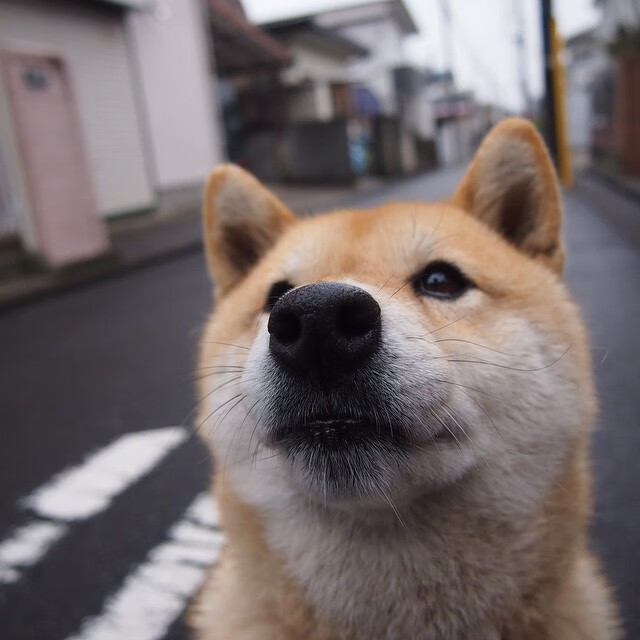 塔图姆王权降临北境,猛龙斩落国王显争冠獠牙