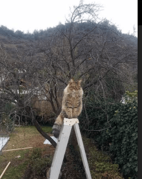 神祇时间！范弗利特连中三记超远三分，独行侠战魔术悬念提前消解