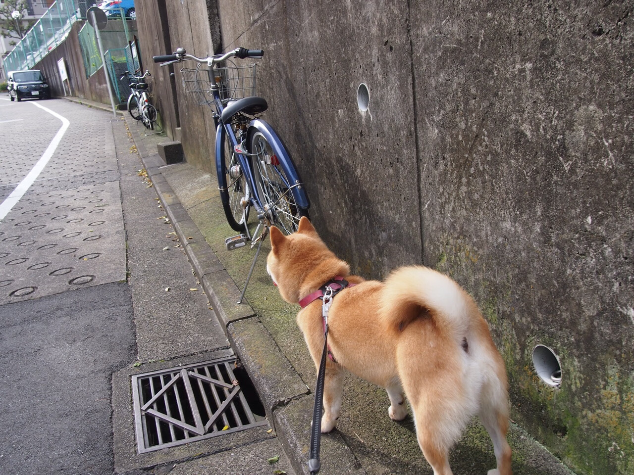 班凯罗关键回合不手软，太阳掀翻独行侠，青春风暴VS西部豪强的权力转移