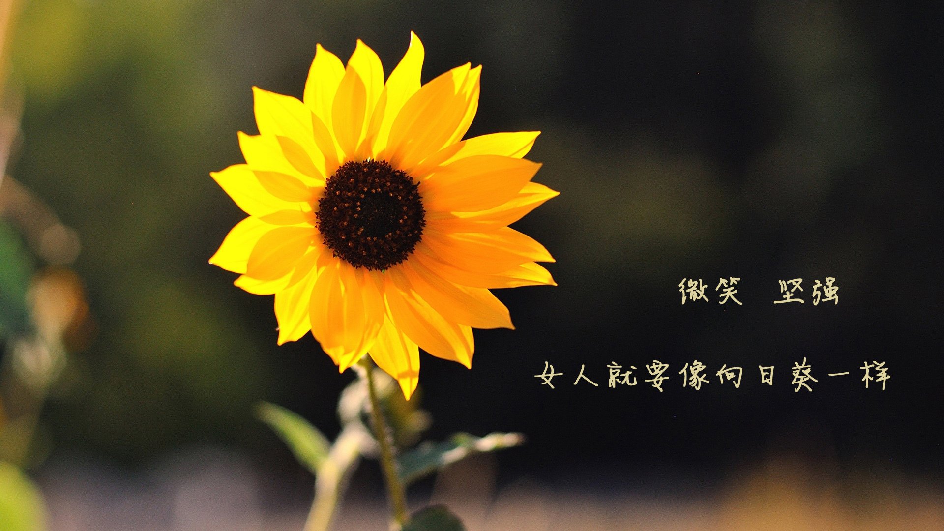 老猎人与新大陆，2026世界杯揭幕战，吉鲁用九十分钟为美国足球上了一堂传统课